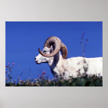 De schapen van Dall (Grote ram) Afdruk