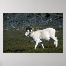 De schapen van Dall (Grote ram) Plaat