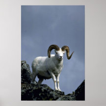 De schapen van Dall (Grote ram) Poster
