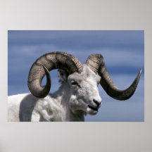 De schapen van Dall (Grote ram) Posters