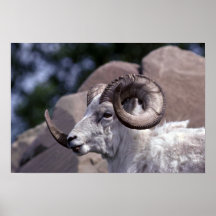 De schapen van Dall (Grote ram) Posters