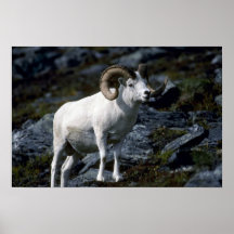 De schapen van Dall (Grote ram) Print