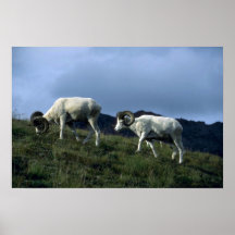 De schapen van Dall (Grote rammen) Posters