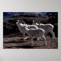 De schapen van Dall (Kleine band) Plaat