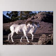 De schapen van Dall (Paar rammen) Posters