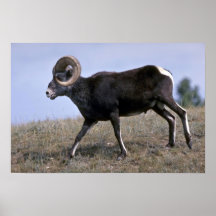 De schapen van de steen (Grote ram) Afdruk