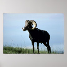 De schapen van de steen (Grote ram) Poster