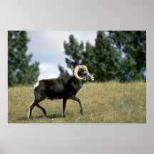 De schapen van de steen (Grote ram) Posters