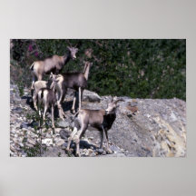 De schapen van de steen (Ooien en lammeren) Poster