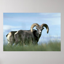 De schapen van de steen (Paar rammen) Poster