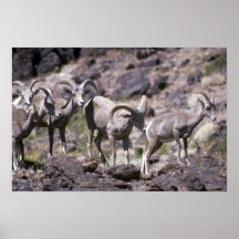 De schapen van de woestijn bighorn (Kleine kudde) Print