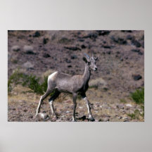 De schapen van de woestijn bighorn (Ooi) Plaat