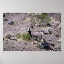 De schapen van de woestijn bighorn (Ooi) Plaat
