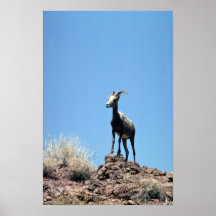 De schapen van de woestijn bighorn (Ooi) Posters