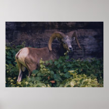 De Schapen van het Big Horn Poster
