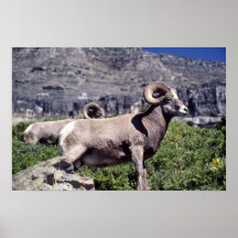 De schapen van het Bighorn (Grote ram) Posters