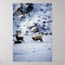 De schapen van het Bighorn (het Koppelen gedrag) Poster