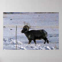 De schapen van het Bighorn (Volwassen ram) Plaat
