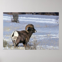De schapen van het Bighorn (Volwassen ram) Print