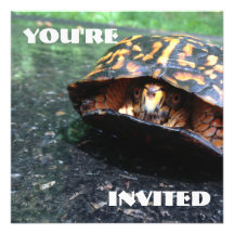 De Schildpad van de doos Persoonlijke Aankondiging
