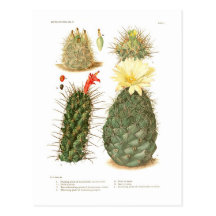 De species van de cactus wenskaarten