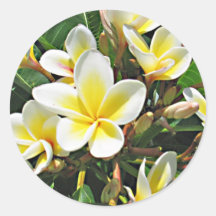 De Sticker van de Bloem van Plumeria