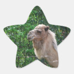 De Sticker van het Ontwerp van de Foto van de kame