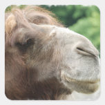 De Stickers van de Dromedaris