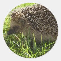 De Stickers van de egel