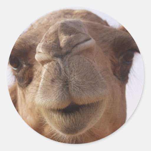 De Stickers van de kameel