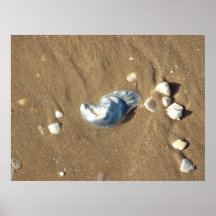 De Stranden van de Aalmoezenier van het zuiden Plaat