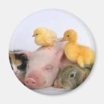 De Tijd van het dutje voor de Dieren Koelkast Magneet