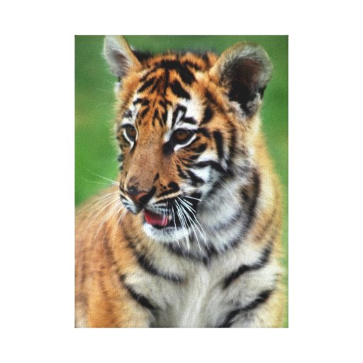 De Tijger van het baby in kleur Canvas Afdrukken
