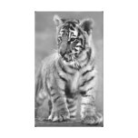 De Tijger van het baby in Zwart-wit Canvas Print