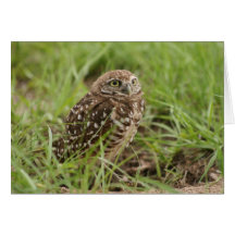 De Uil van Burrowing Wenskaart