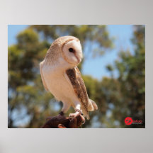De Uil van Harry Plaat