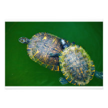 De uitnodiging van schildpadden