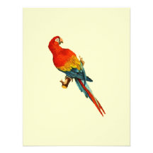 De vintage Papegaai Desing van Macaw* van *Scarlet Gepersonaliseerde Uitnodiging