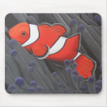 De Vissen Mousepad van de clown Muis Matten