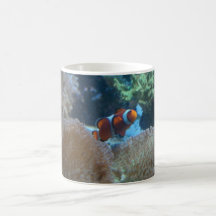 De vissen van de clown koffie bekers