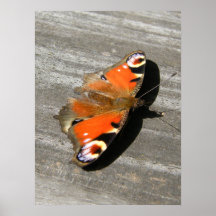 De vlinder van de pauw poster