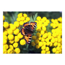 De vlinder van de schildpad op tansy aankondiging