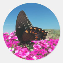 De Vlinder van Swallowtail van Spicebush Stickers