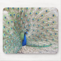 De Vogel Mousepad van de pauw Muis Mat