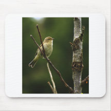 De vogel van Chiffchaff op tak wordt neergestreken Muis Mat