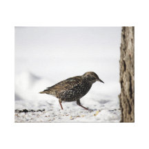 De Vogel van de winter Stretched Canvas Afdruk