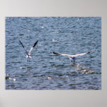 De Vogels van de liefde Plaat