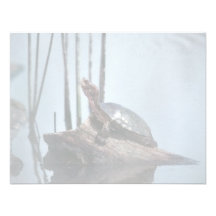 De westerne Schildpad van de Vijver Aankondiging