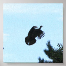 De wilde Vlucht van Turkije Plaat