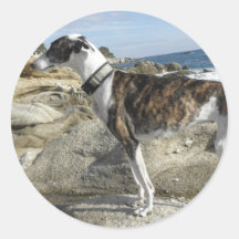 De windhond fotografeert Stickers
